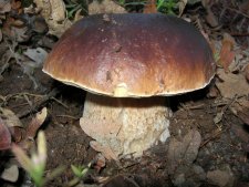 Boleus