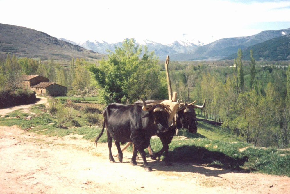 Yunta de vacas